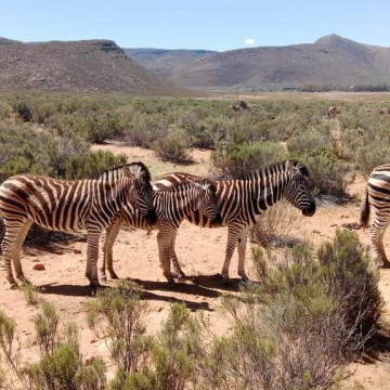 Big 5 Safari Wildlife