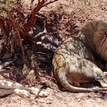 Private: Unforgettable Wildlife Adventure